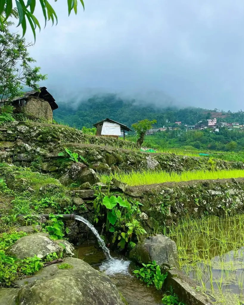 Dzukou forest